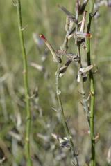 Sericorema remotiflora