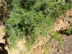 Mimosa aculeaticarpa biuncifera