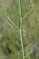 Sericorema remotiflora