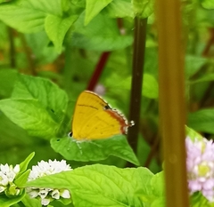 Heliophorini