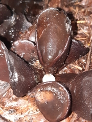 Wynnea americana