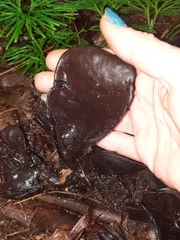 Wynnea americana