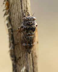 Cicadatra
