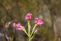 Erica gysbertii