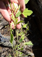 Chenopodium fremontii