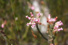 Erica gysbertii