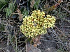 Crassula ciliata