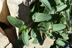 Brickellia amplexicaulis