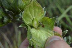 Barleria macrostegia