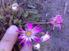 Cleretum bellidiforme