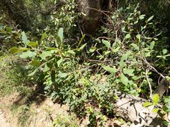 Frangula californica ursina