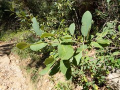 Frangula californica ursina