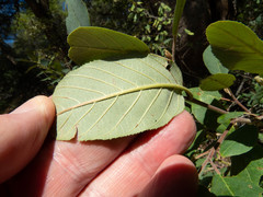 Frangula californica ursina
