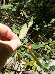 Frangula californica ursina