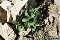 Brickellia amplexicaulis