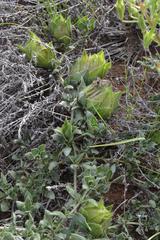 Barleria macrostegia