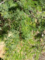 Mimosa aculeaticarpa biuncifera