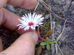 Cleretum bellidiforme