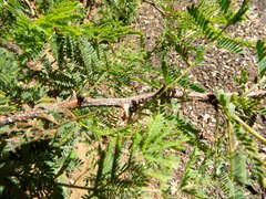 Mimosa aculeaticarpa biuncifera
