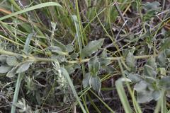 Barleria macrostegia