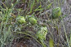 Barleria macrostegia