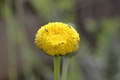 Pentzia quinquefida