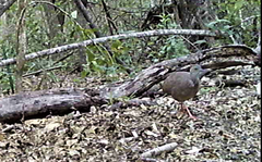 Crypturellus cinnamomeus