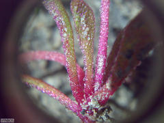 Cleretum bellidiforme