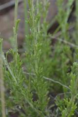 Pentzia quinquefida