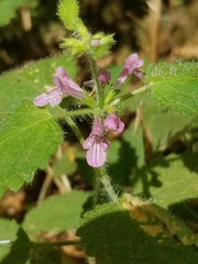 Stachys mexicana