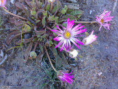 Cleretum bellidiforme