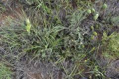 Barleria macrostegia