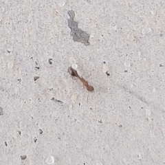 Cardiocondyla elegans