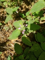 Stachys mexicana
