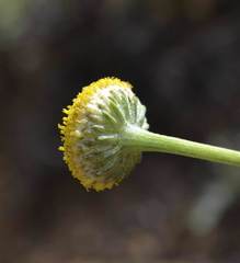 Pentzia quinquefida