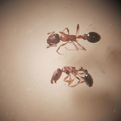 Cardiocondyla elegans