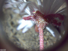 Cleretum bellidiforme