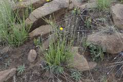Pentzia quinquefida
