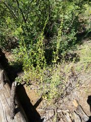 Chenopodium fremontii