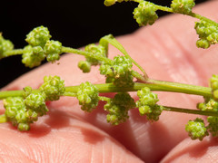 Chenopodium fremontii