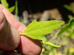 Chenopodium fremontii