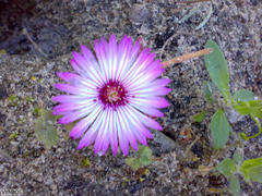 Cleretum bellidiforme