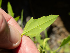 Chenopodium fremontii