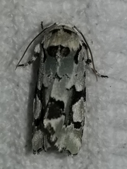 Emarginea percara