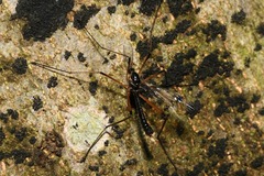 Dictenidia bimaculata
