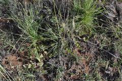 Commicarpus pentandrus