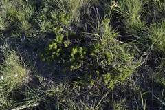 Oedera humilis