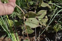 Commicarpus pentandrus