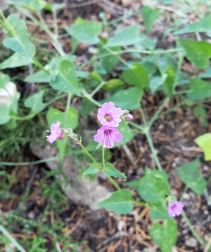 Smooth spreading four o'clock (Mirabilis oxybaphoides)