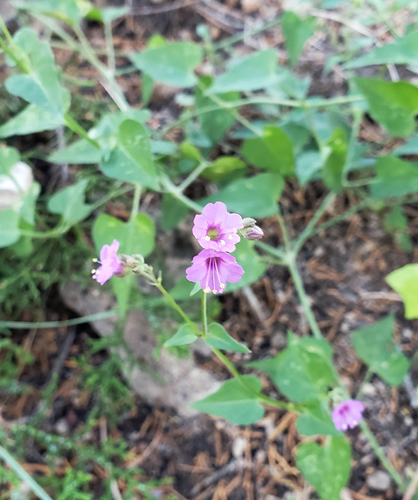 Smooth spreading four o'clock (Mirabilis oxybaphoides)